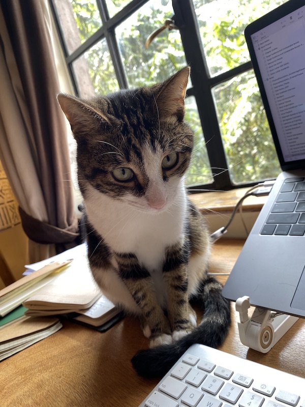Cat standing menacingly over computer keyboard