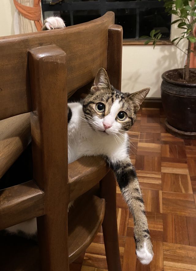 Cat Kaju hanging from a chair